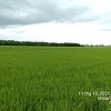 Cần Bán đất ruộng, Ô Long Vĩ, Châu Phú, AG 